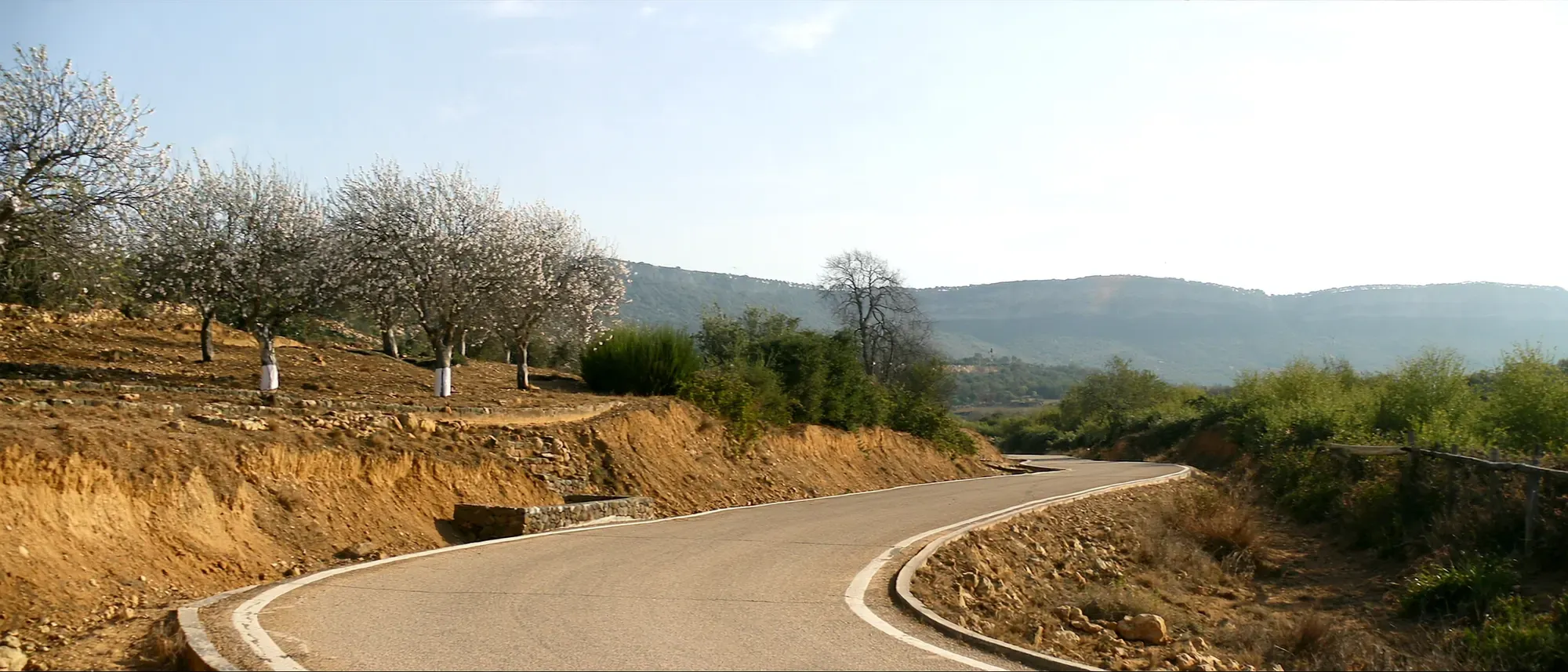 Camino de los almendros
