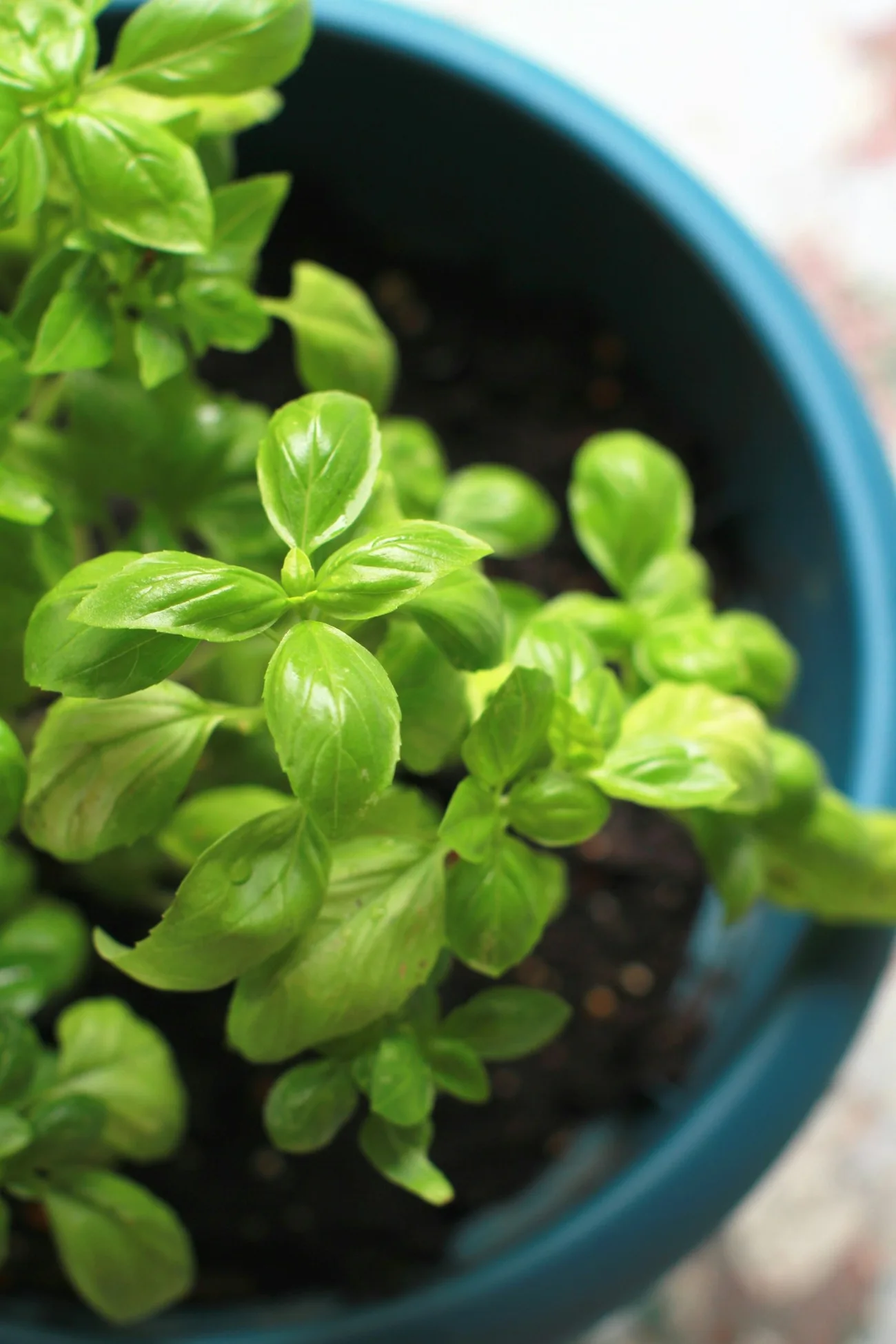 Hojas frescas de albahaca creciendo en una maceta