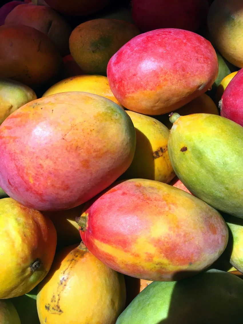 Mangos maduros de tonos rosados y amarillos