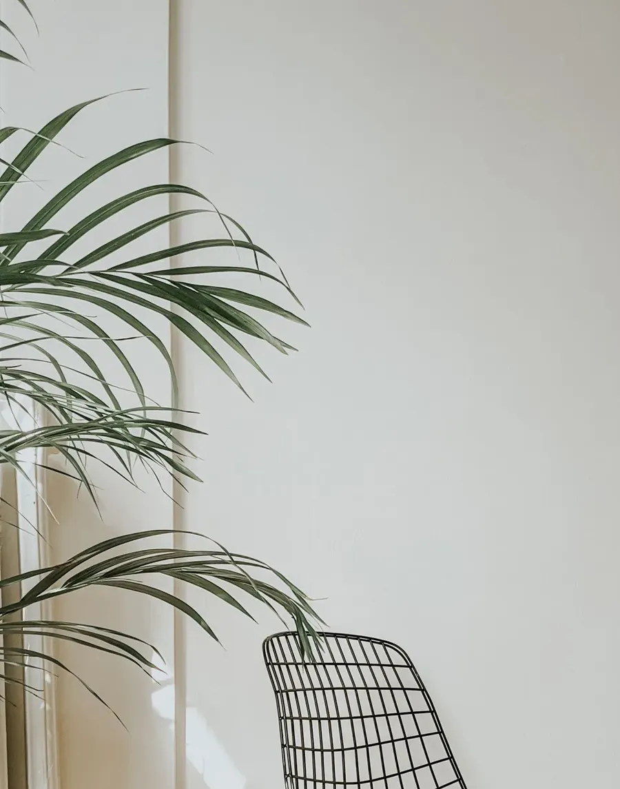 Rincón luminoso de la consulta con una planta y una silla de rejilla