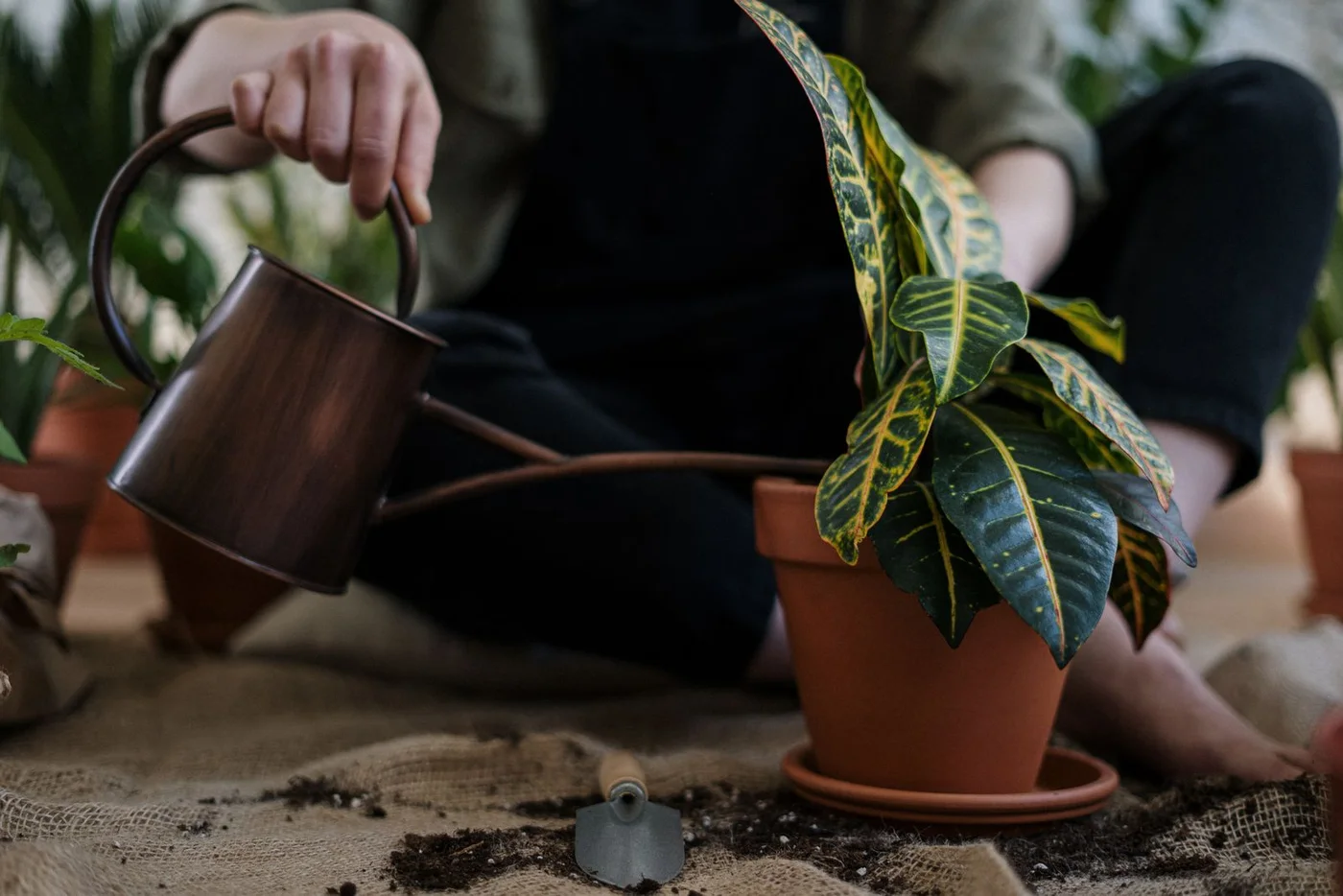 Manos cuidando una planta en maceta con una regadera y herramientas de jardinería